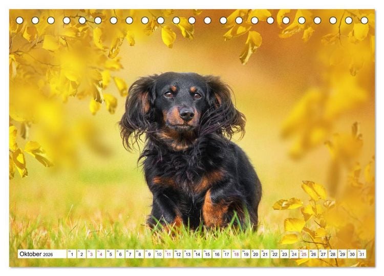 Produktbild: Dackeltr&auml;umereien - Kleine Helden auf 4 Pfoten (Tischkalender 2026 DIN A5 quer), CALVENDO Monatskalender