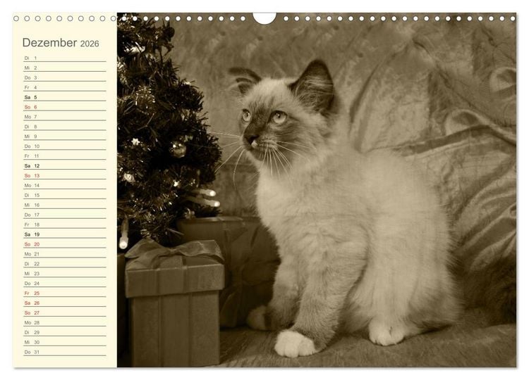 Produktbild: Oma's Katzenkalender 2026 (Wandkalender 2026 DIN A3 quer), CALVENDO Monatskalender
