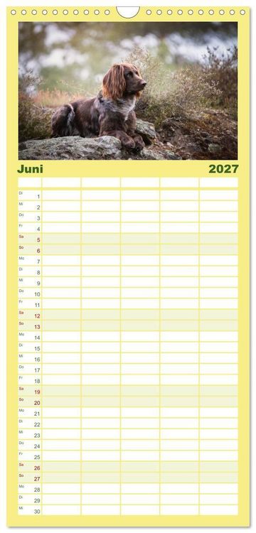 Produktbild: Familienplaner 2027 - Passion Jagdhund - Deutsch Langhaar mit 5 Spalten (Wandkalender, 21 x 45 cm) CALVENDO