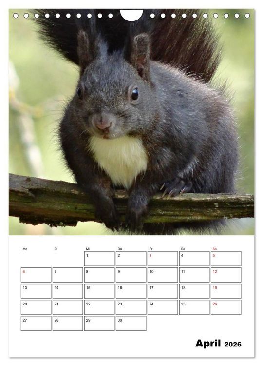 Produktbild: Niedliche Eichh&ouml;rnchen (Wandkalender 2026 DIN A4 hoch), CALVENDO Monatskalender