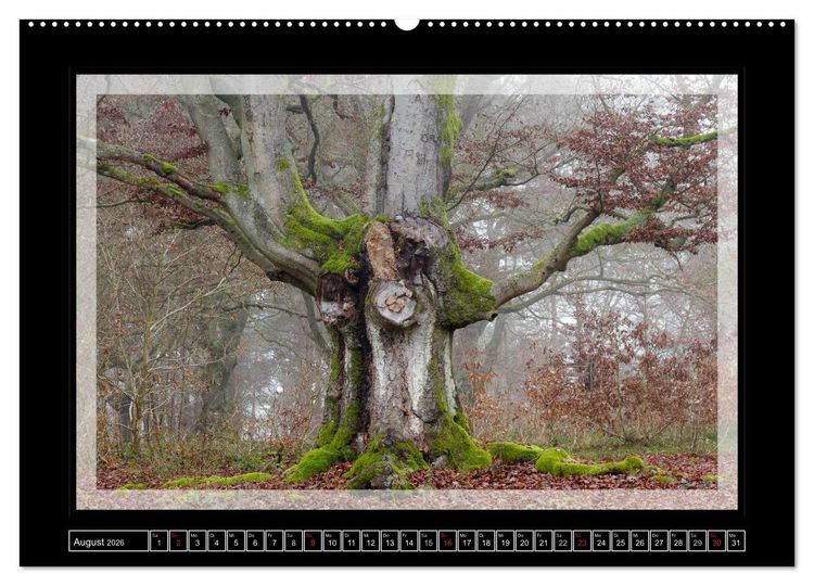Produktbild: Zauberwald HALLOH (Wandkalender 2026 DIN A2 quer), CALVENDO Monatskalender