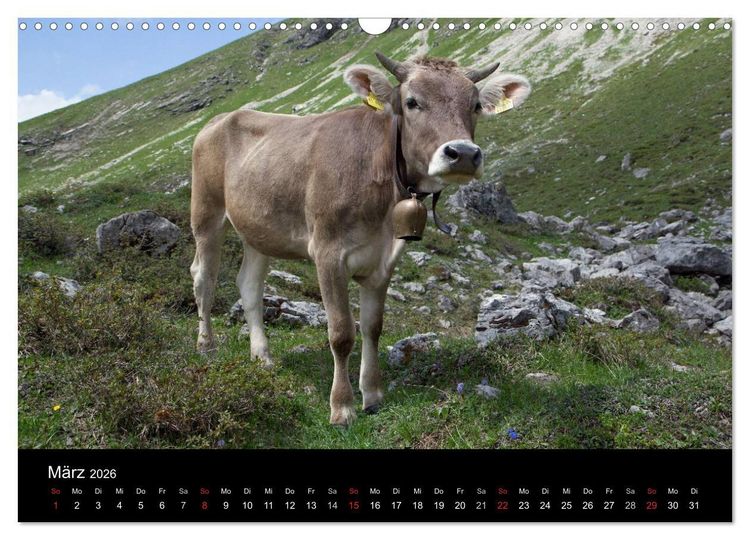 Produktbild: Gl&uuml;ckliches Rindvieh 2026 (Wandkalender 2026 DIN A3 quer), CALVENDO Monatskalender