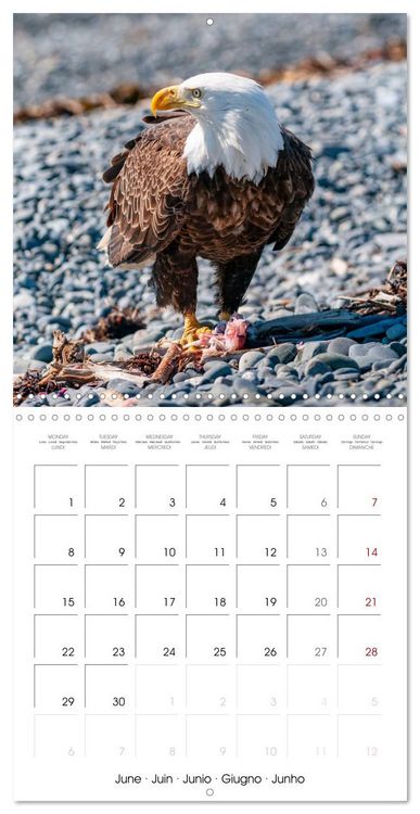 Produktbild: Wildlife in Alaska (Wall Calendar 2026 12 &times; 12 Inch) CALVENDO 12 Month Wall Calendar