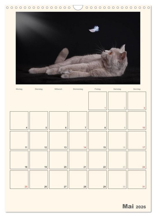 Produktbild: Schmusige Britisch Kurzhaar (Wandkalender 2026 DIN A3 hoch), CALVENDO Monatskalender