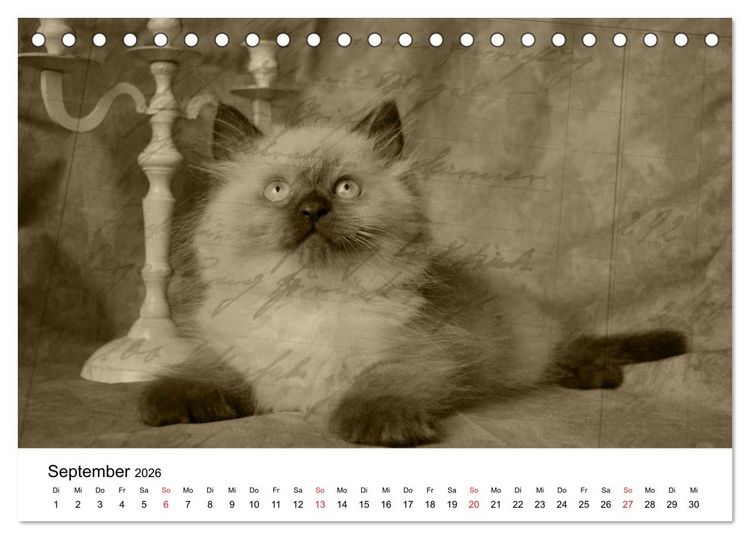Produktbild: Oma's Katzenkalender 2026 (Tischkalender 2026 DIN A5 quer), CALVENDO Monatskalender