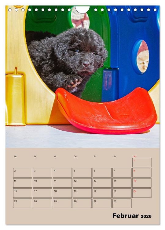 Produktbild: Familienplaner Neufundl&auml;nder Welpen (Wandkalender 2026 DIN A4 hoch), CALVENDO Monatskalender