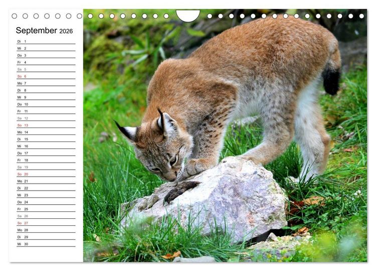 Produktbild: Der Luchs - Der J&auml;ger auf leisen Pfoten (Wandkalender 2026 DIN A4 quer), CALVENDO Monatskalender