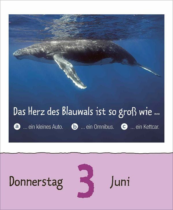 Produktbild: Wie faul ist das Faultier? 2027