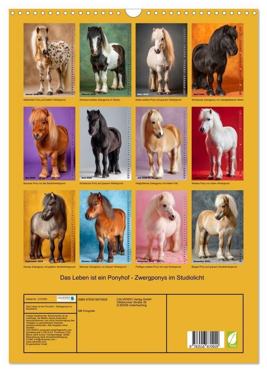 Produktbild: Das Leben ist ein Ponyhof - Zwergponys im Studiolicht (Wandkalender 2026 DIN A3 hoch), CALVENDO Monatskalender