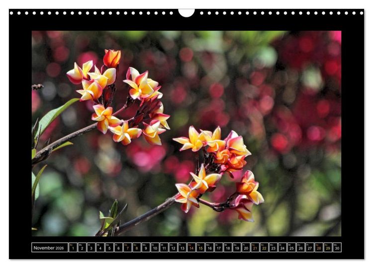 Produktbild: Bali - Details (Wandkalender 2026 DIN A3 quer), CALVENDO Monatskalender