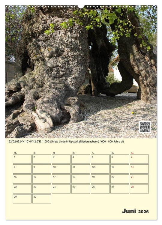 Produktbild: Uralt - Mit QR-Code und GPS zu alten B&auml;umen (hochwertiger Premium Wandkalender 2026 DIN A2 hoch), Kunstdruck in Hochglanz