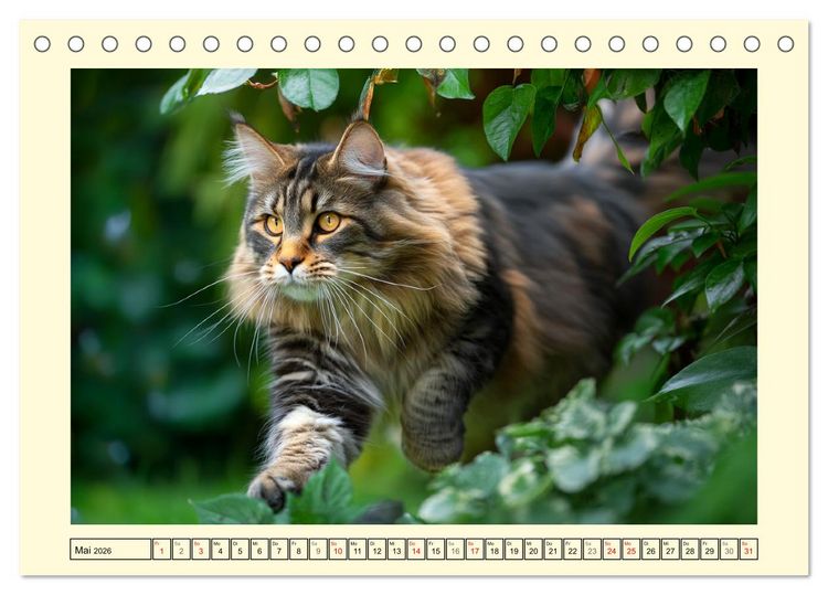 Produktbild: Main-Coon-Katzen. Die imposanten Waldkatzen im Garten (Tischkalender 2026 DIN A5 quer), CALVENDO Monatskalender