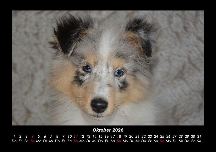 Produktbild: Welpen 2026 Fotokalender DIN A3