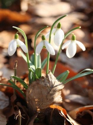Produktbild: CALVENDO Puzzle Schneegl&ouml;ckchen mit trockenem Laub in der Fr&uuml;hlingssonne | 1000 Teile Lege-Gr&ouml;&szlig;e 64x48cm Foto-Puzzle f&uuml;r gl&uuml;ckliche Stunden