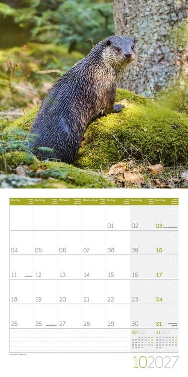 Produktbild: Otter Kalender 2027 - 30x30 - Art12