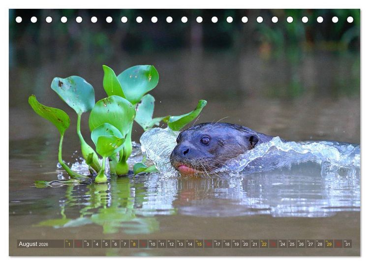 Produktbild: Riesenotter - Flussw&ouml;lfe im Pantanal (Tischkalender 2026 DIN A5 quer), CALVENDO Monatskalender
