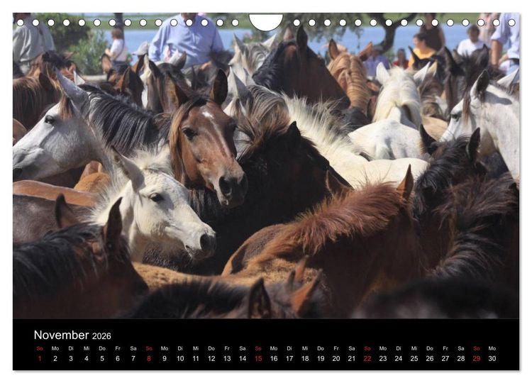 Produktbild: Caballos Spanische Pferde 2026 (Wandkalender 2026 DIN A4 quer), CALVENDO Monatskalender