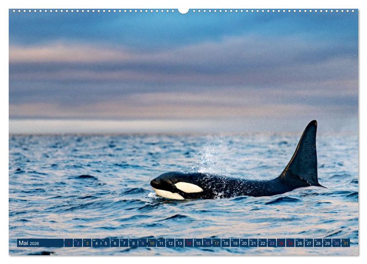 Produktbild: Big Five Australiens Buckelwal, Walhai, Orca, Quokka,K&auml;nguru (hochwertiger Premium Wandkalender 2026 DIN A2 quer), Kunstdruck in Hochglanz