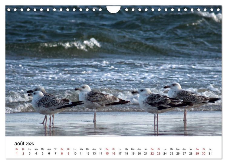 Produktbild: Dunes et mer - Une exp&eacute;rience nature (Calendrier mural 2026 DIN A4 vertical), CALVENDO calendrier mensuel