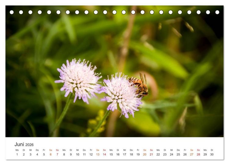 Produktbild: Bienen und Waben (Tischkalender 2026 DIN A5 quer), CALVENDO Monatskalender
