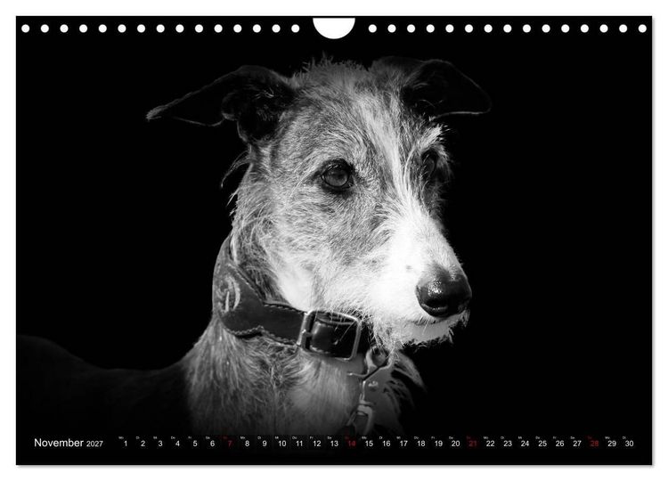 Produktbild: Galgo Espa&ntilde;ol - der spanische Windhund 2027 (Wandkalender 2027 DIN A4 quer), CALVENDO Monatskalender