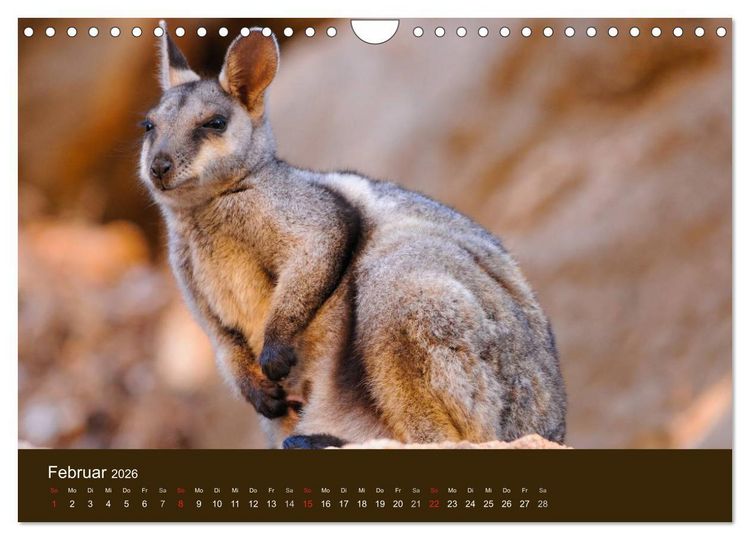 Produktbild: Beuteltiere Australiens (Wandkalender 2026 DIN A4 quer), CALVENDO Monatskalender