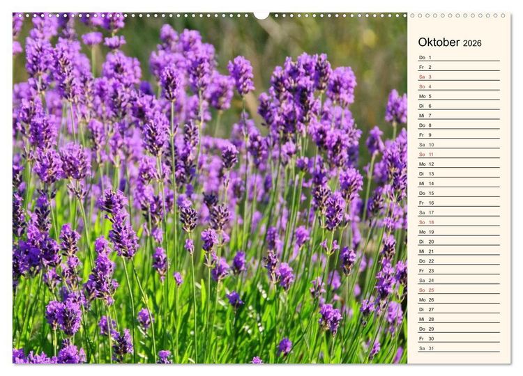 Produktbild: Lavendel (hochwertiger Premium Wandkalender 2026 DIN A2 quer), Kunstdruck in Hochglanz