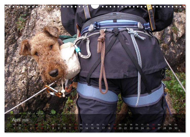 Produktbild: Der Bergdale - mit Hund im Hochgebirge (Wandkalender 2026 DIN A3 quer), CALVENDO Monatskalender