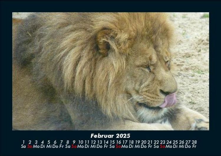 Produktbild: L&ouml;wen in der Wildnis 2025 Fotokalender DIN A5