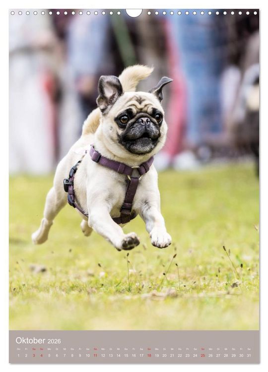 Produktbild: Mops-Rennen (Wandkalender 2026 DIN A3 hoch), CALVENDO Monatskalender