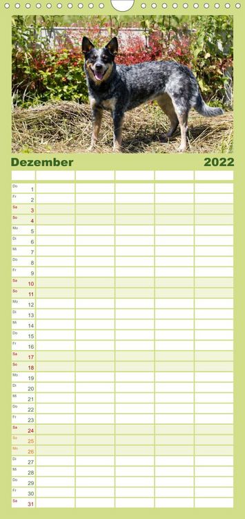 Produktbild: Familienplaner Faszinierende Australian Cattle Dogs (Wandkalender 2022 , 21 cm x 45 cm, hoch)