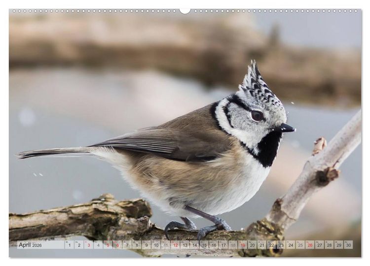 Produktbild: NATUR PUR Heimische Singv&ouml;gel (hochwertiger Premium Wandkalender 2026 DIN A2 quer), Kunstdruck in Hochglanz