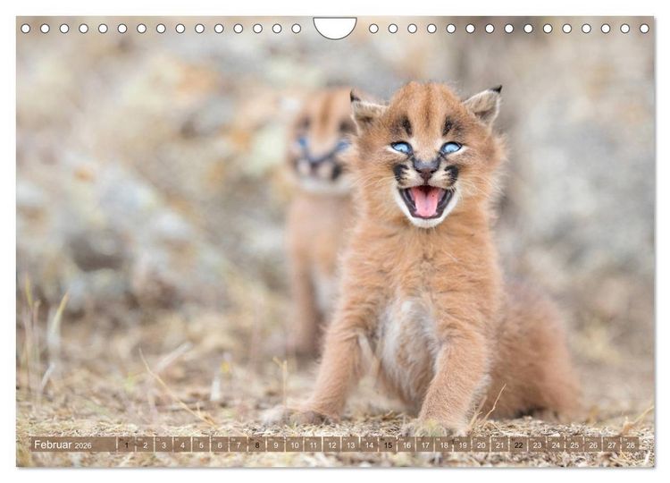 Produktbild: Raubkatzenkinder (Wandkalender 2026 DIN A4 quer), CALVENDO Monatskalender