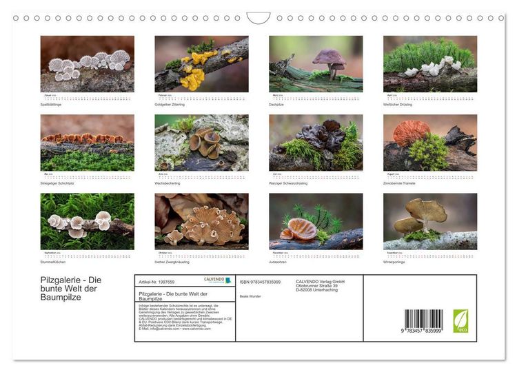 Produktbild: Pilzgalerie - Die bunte Welt der Baumpilze (Wandkalender 2026 DIN A3 quer), CALVENDO Monatskalender