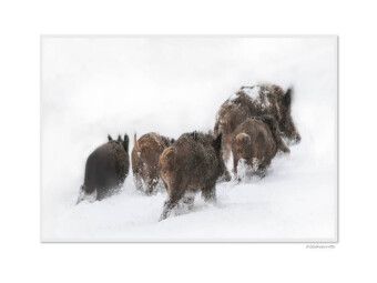 Produktbild: CALVENDO Puzzle Ein Motiv aus dem Kalender Emotionale Momente: Das Wildschwein. / CH-Version | 1000 Teile Lege-Gr&ouml;&szlig;e 64x48cm Foto-Puzzle f&uuml;r gl&uuml;ckliche Stunden
