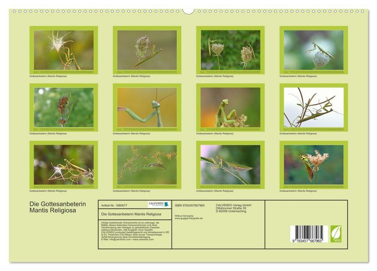 Produktbild: Die Gottesanbeterin Mantis Religiosa (hochwertiger Premium Wandkalender 2026 DIN A2 quer), Kunstdruck in Hochglanz