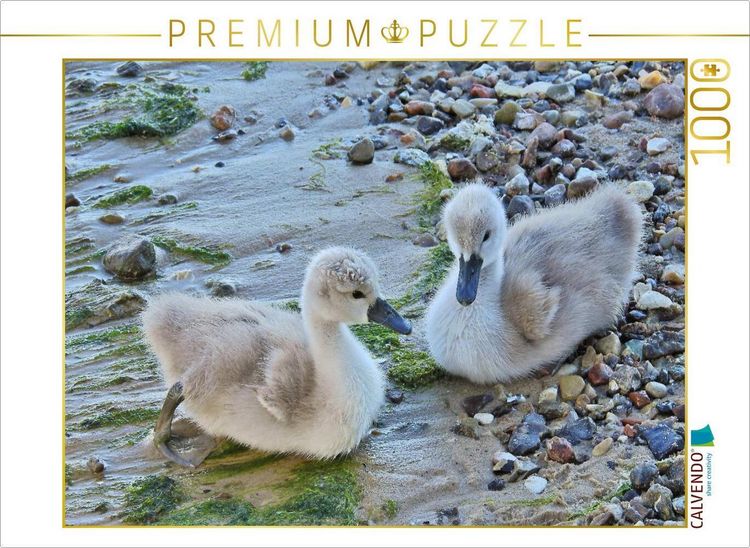 Produktbild: CALVENDO Puzzle Junge H&ouml;ckerschw&auml;ne am Ostsee Strand. | 1000 Teile Lege-Gr&ouml;&szlig;e 64x48cm Foto-Puzzle f&uuml;r gl&uuml;ckliche Stunden