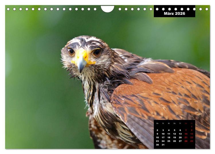Produktbild: Greifv&ouml;gel - Herrscher der L&uuml;fte (Wandkalender 2026 DIN A4 quer), CALVENDO Monatskalender