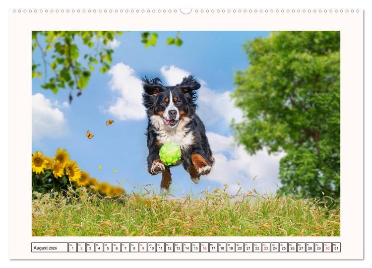 Produktbild: Berner Sennenhunde - Tr&auml;umereien (hochwertiger Premium Wandkalender 2026 DIN A2 quer), Kunstdruck in Hochglanz