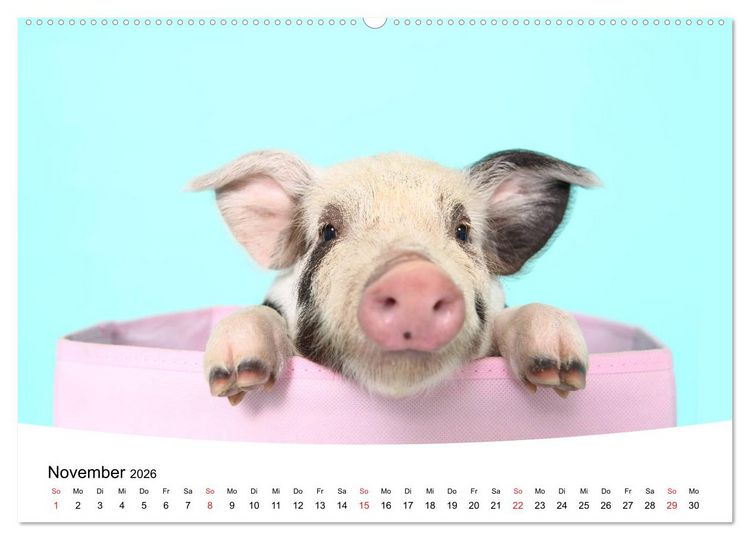 Produktbild: Niedliche Ferkel lovely piglets 2026 (Wandkalender 2026 DIN A2 quer), CALVENDO Monatskalender
