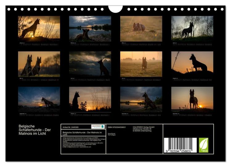 Produktbild: Belgische Sch&auml;ferhunde - Der Malinois im Licht (Wandkalender 2027 DIN A4 quer), CALVENDO Monatskalender