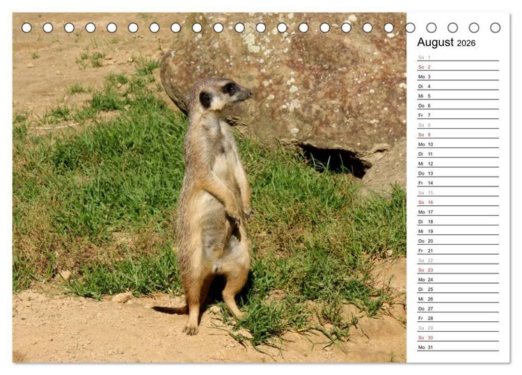 Produktbild: Erdm&auml;nnchen - Die Kobolde im Tierreich (Tischkalender 2026 DIN A5 quer), CALVENDO Monatskalender