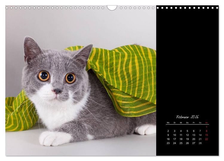 Produktbild: Britisch Kurzhaar Katzen (Wandkalender 2026 DIN A3 quer), CALVENDO Monatskalender