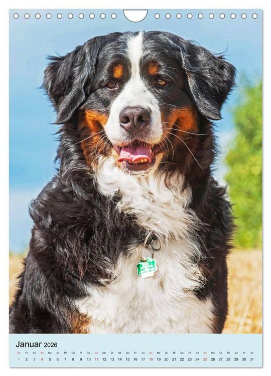 Produktbild: Berner Sennenhund - stark , sch&ouml;n und liebenswert (Wandkalender 2026 DIN A4 hoch), CALVENDO Monatskalender