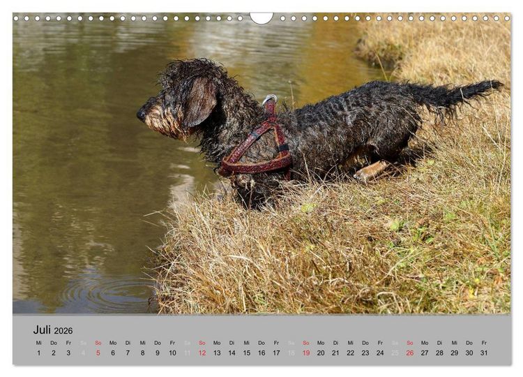 Produktbild: Liebenswerte Clowns (Wandkalender 2026 DIN A3 quer), CALVENDO Monatskalender