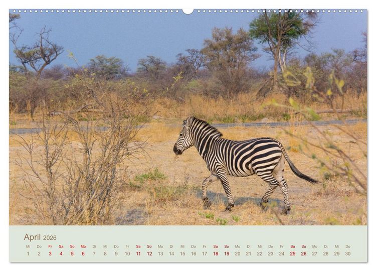 Produktbild: Zebras in Afrika (hochwertiger Premium Wandkalender 2026 DIN A2 quer), Kunstdruck in Hochglanz