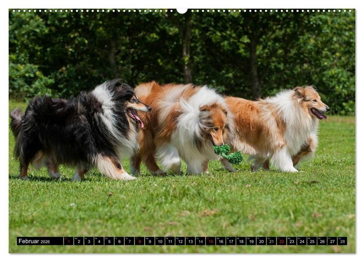 Produktbild: Collie - Mein bester Freund (Wandkalender 2026 DIN A2 quer), CALVENDO Monatskalender