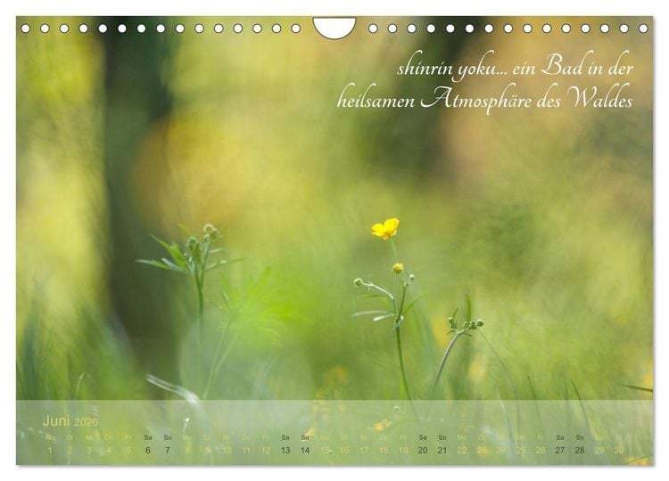 Produktbild: Shinrin yoku - Waldbaden 2026 (Wandkalender 2026 DIN A4 quer), CALVENDO Monatskalender
