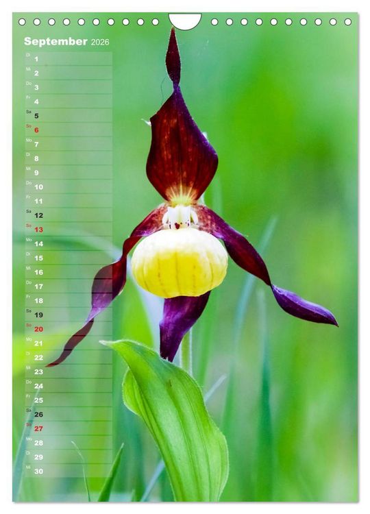 Produktbild: Auf der Suche nach Orchideen in Deutschland (Wandkalender 2026 DIN A4 hoch), CALVENDO Monatskalender