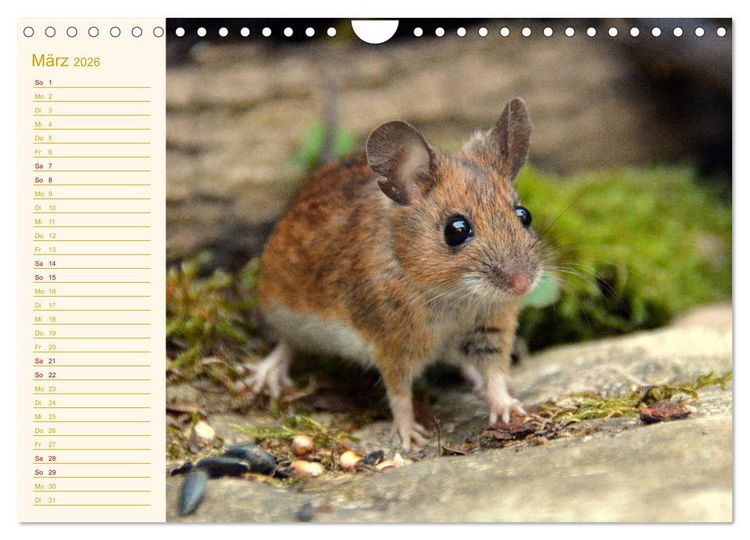 Produktbild: Gr&uuml;sse von der Maus! (Wandkalender 2026 DIN A4 quer), CALVENDO Monatskalender